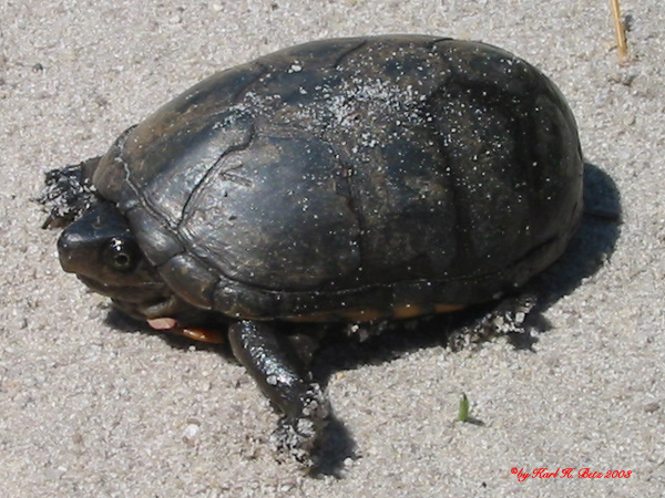 Eastern Mud Turtle 030407.jpg [194 Kb]